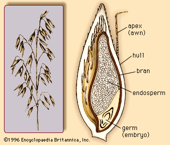 Dukan Diet Primer: Difference Between Oat Bran & Wheat Bran